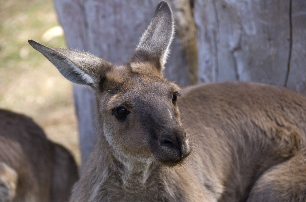 Kangaroo